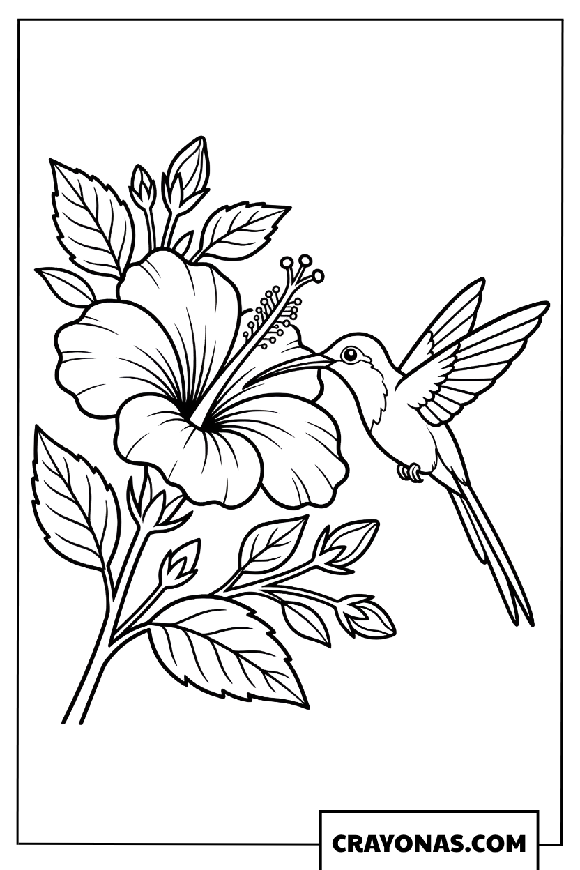 Hummingbird and Hibiscus Coloring Page