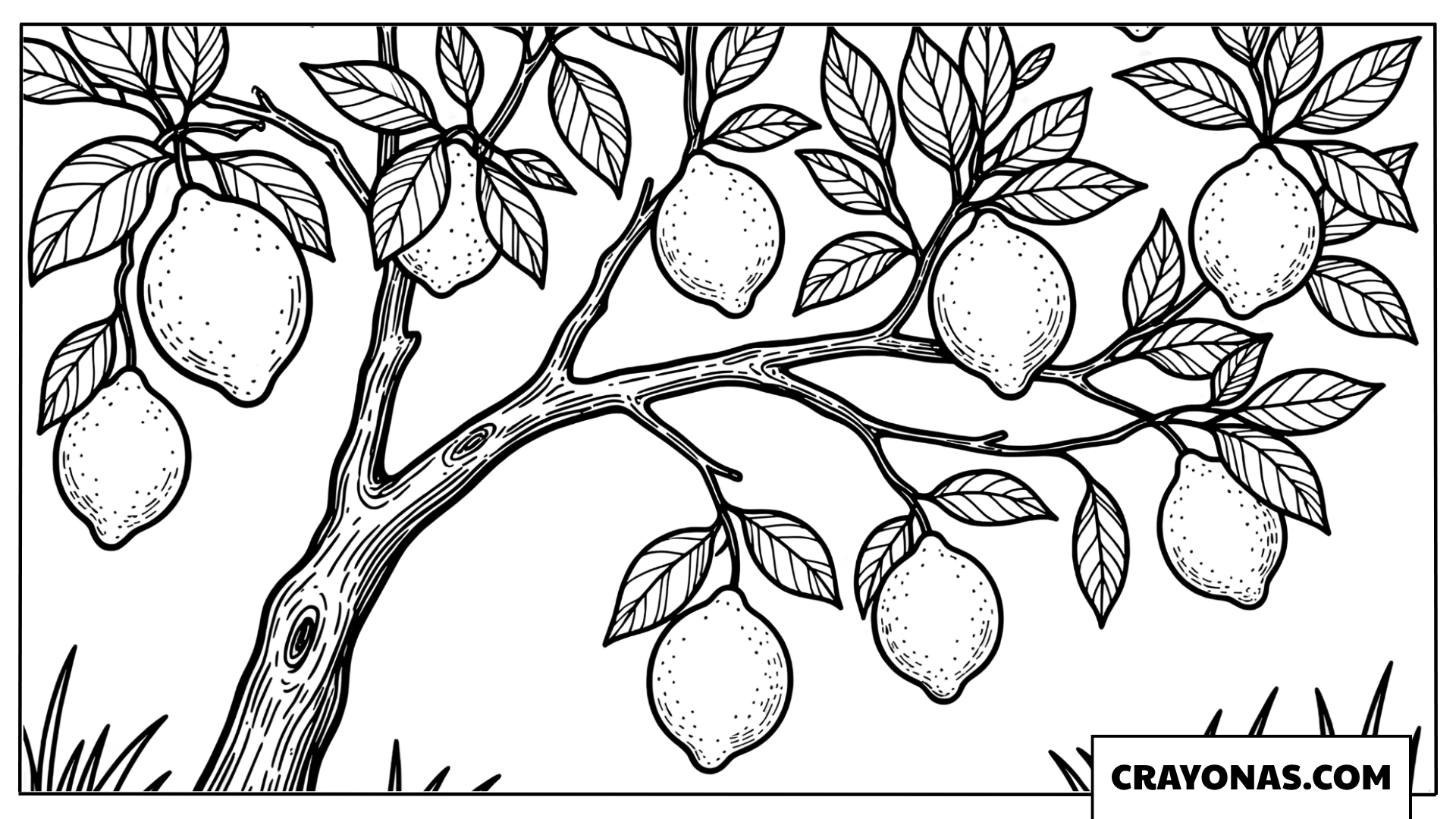 Lemon Tree Branch Coloring Page