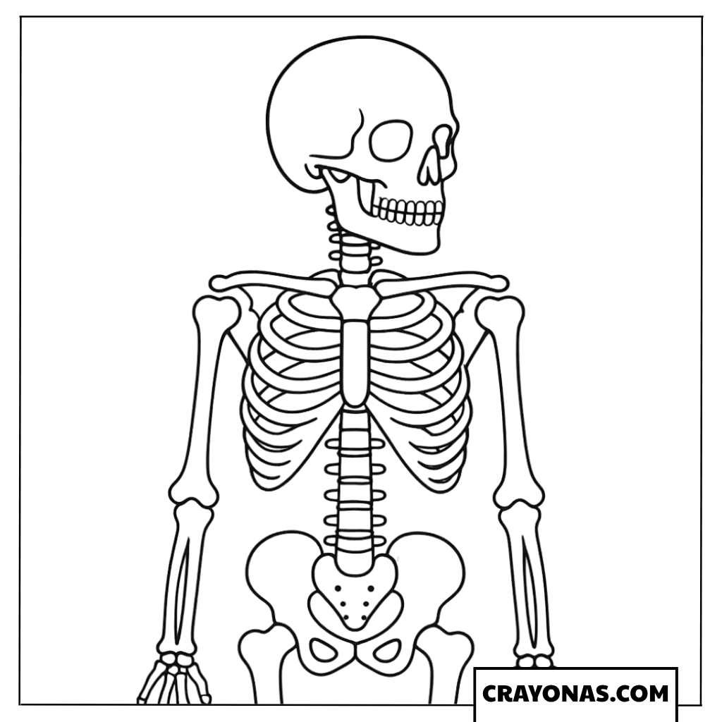 Standing Skeleton Coloring Page