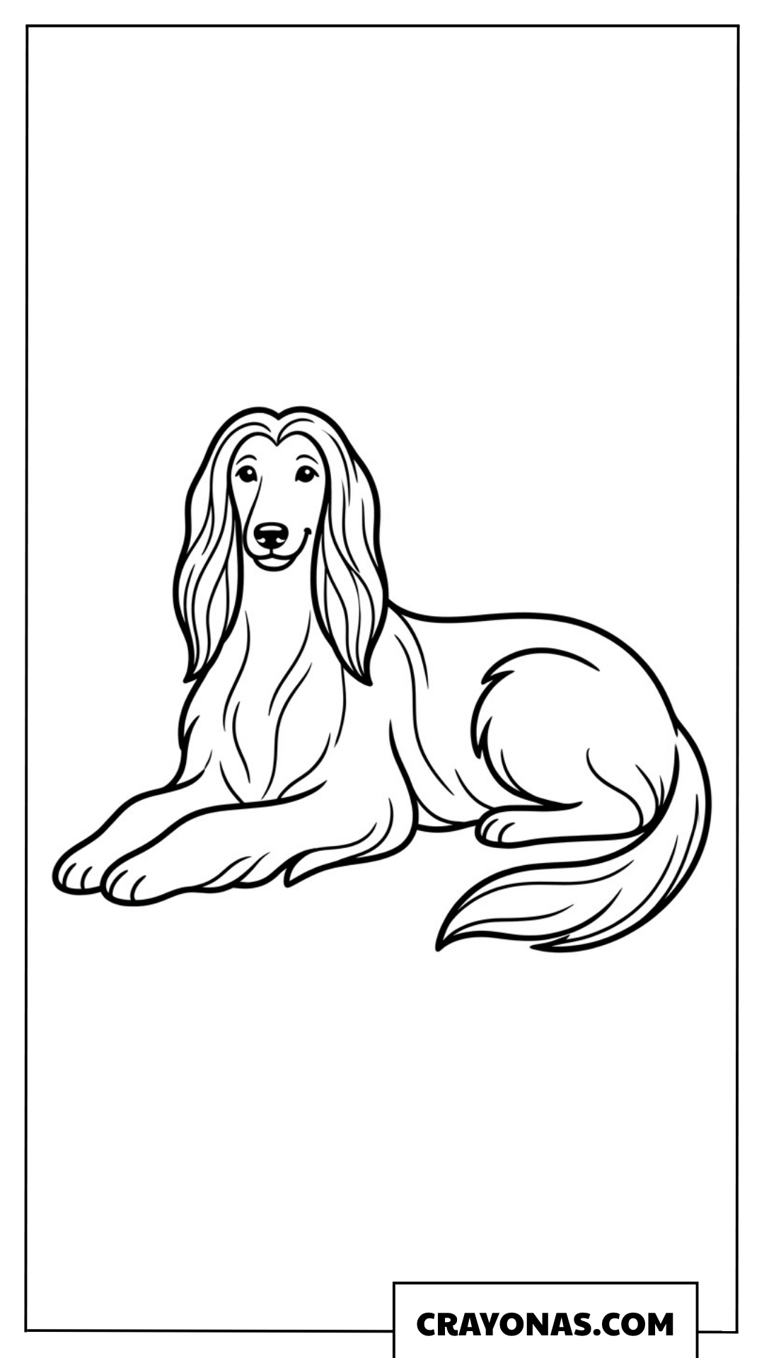 Afghan Hound Lying Down Coloring Page