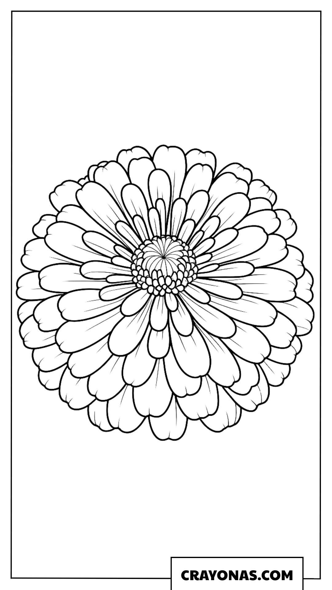 Big Chrysanthemum Coloring Page