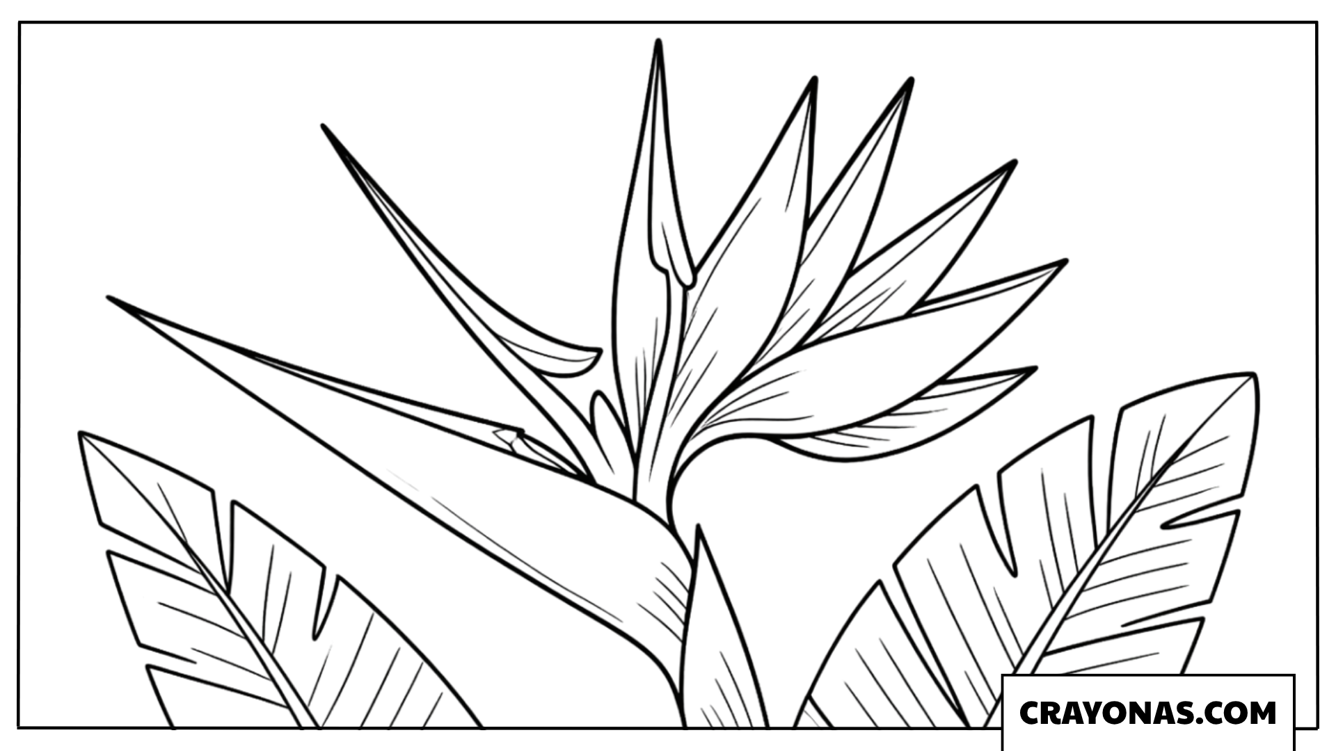 Bird of Paradise Coloring Page