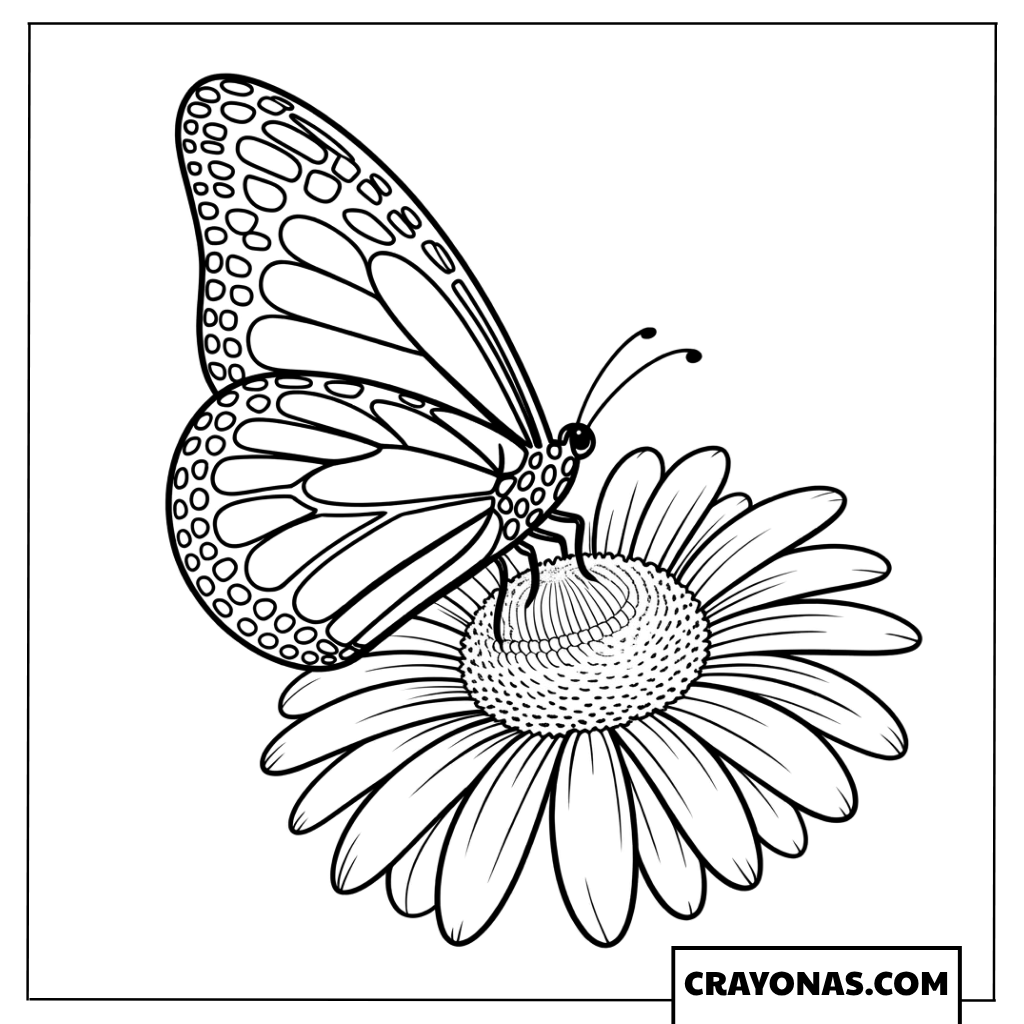Butterfly on Daisy Flower Coloring Page