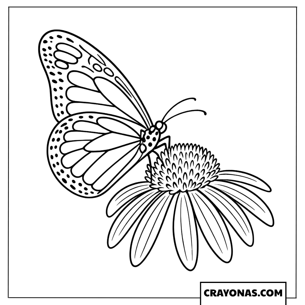Butterfly on Flower Coloring Page