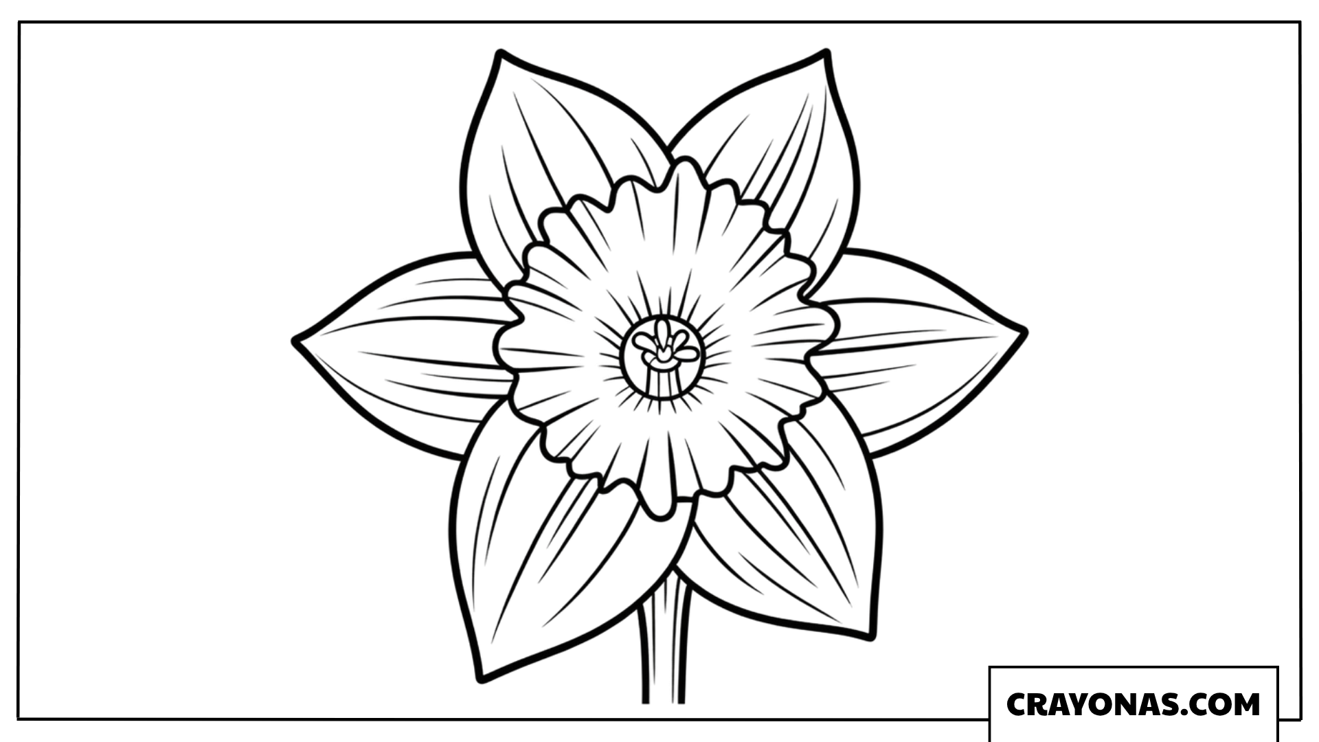 Daffodil Coloring Page