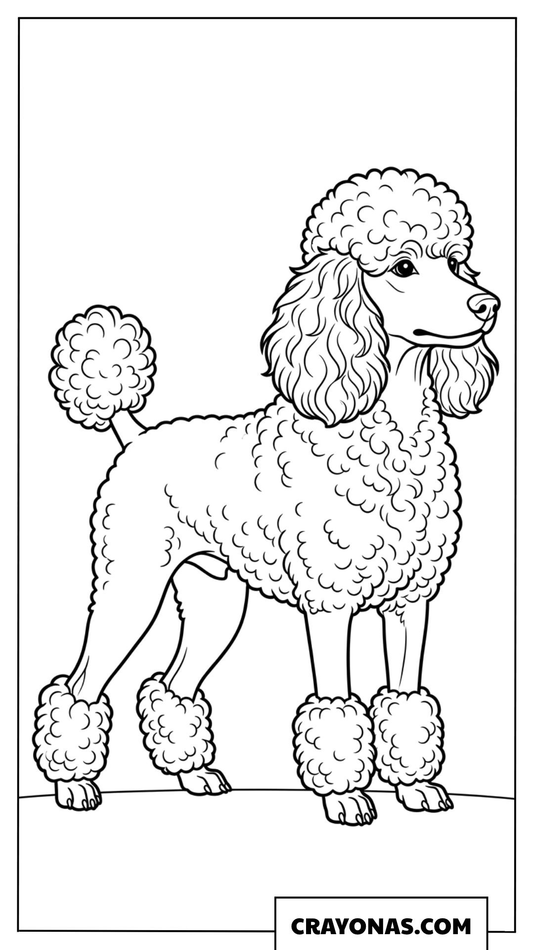 Fluffy Poodle Puppy Coloring Page