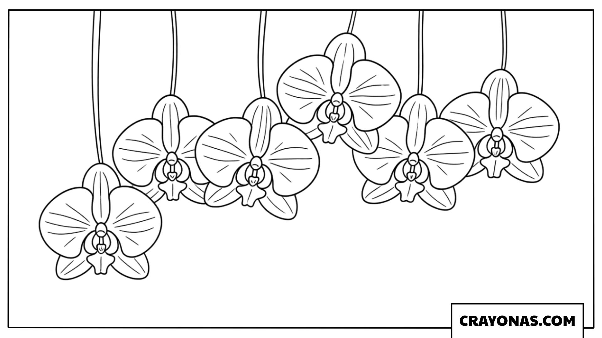 Hanging Orchids Coloring Page