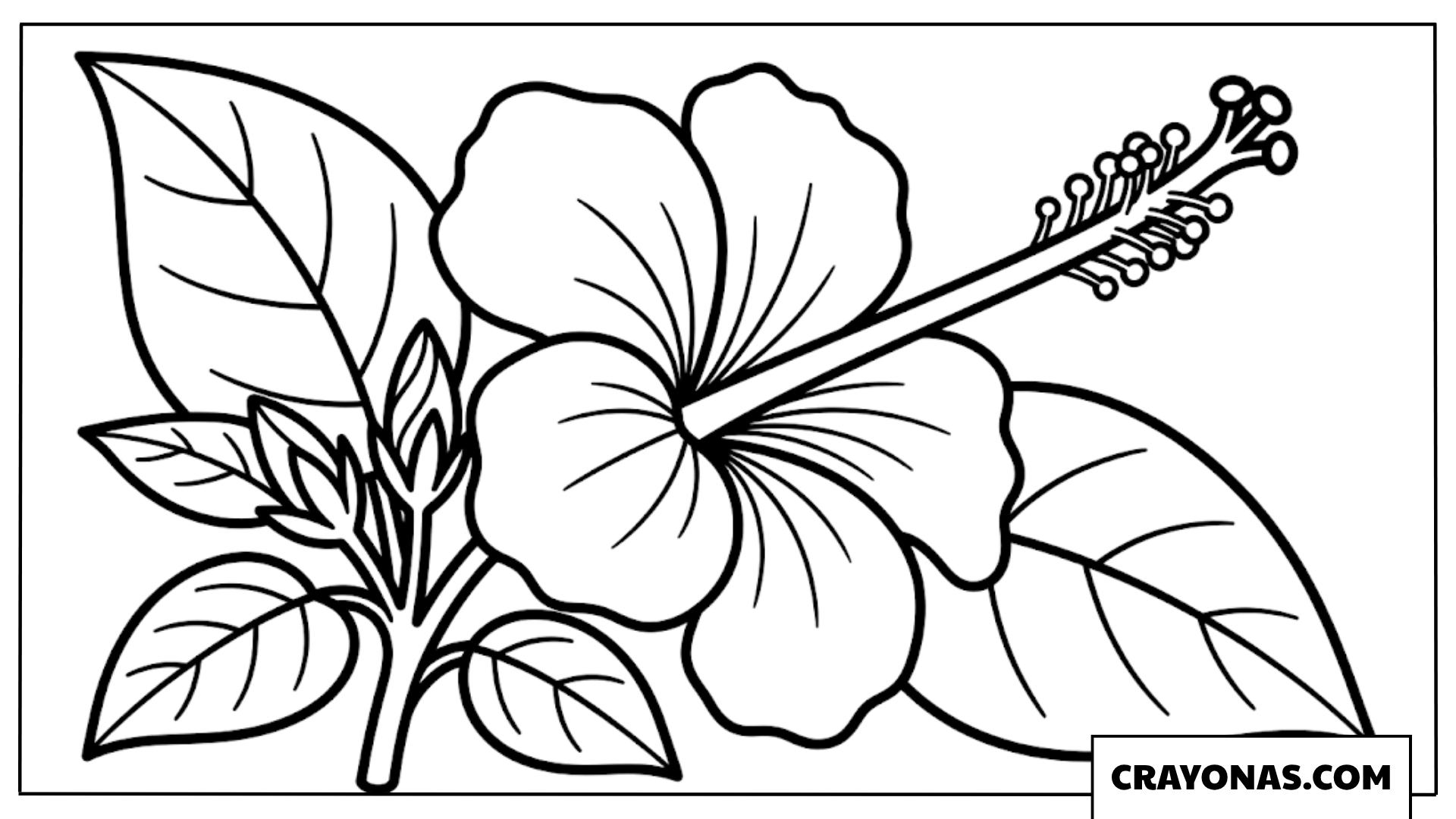 Hibiscus Flower Coloring Page