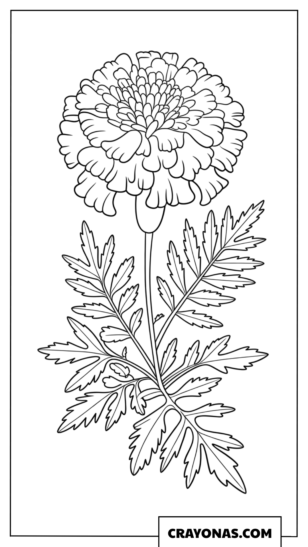 Marigold Flower Coloring Page