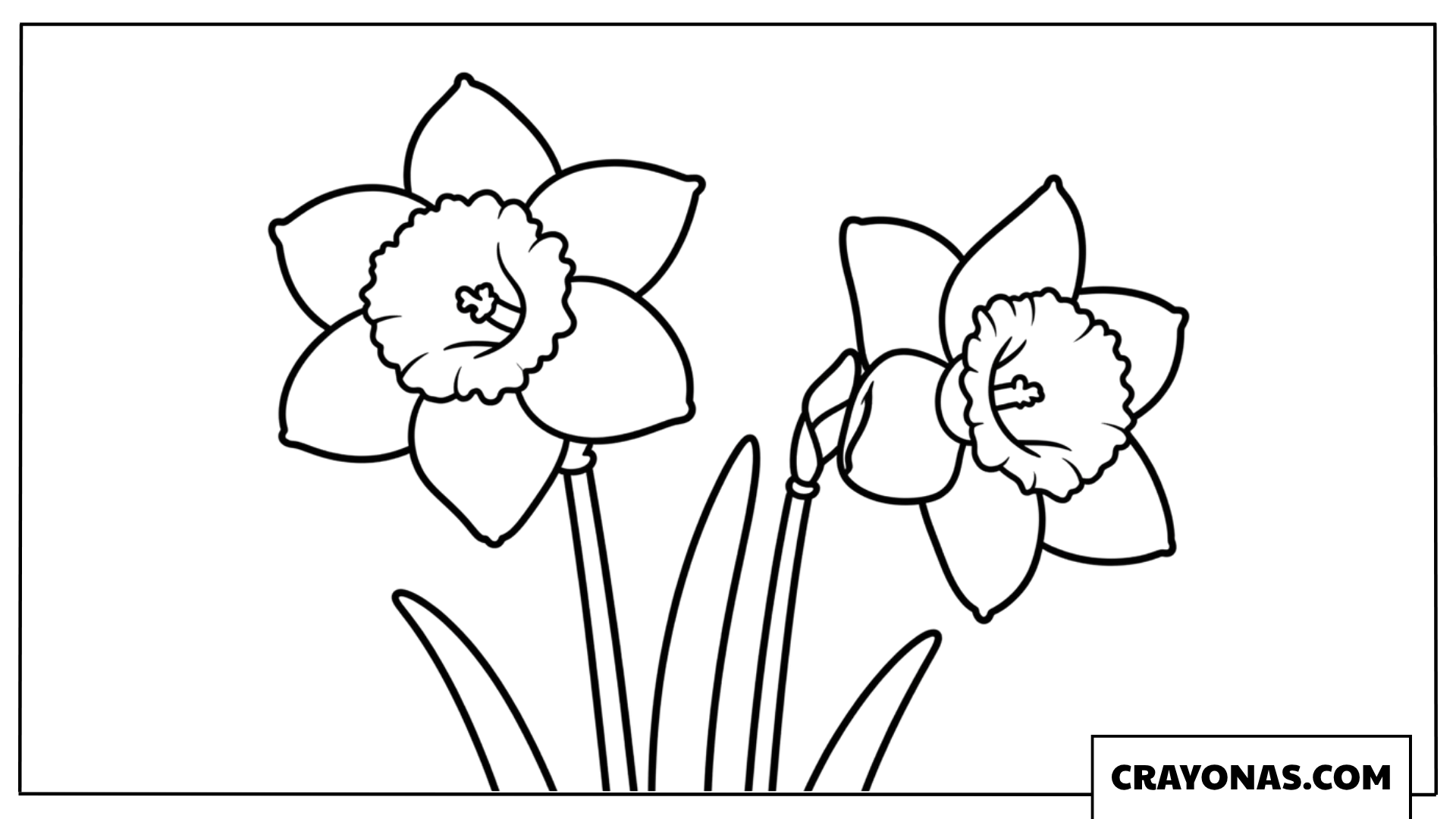 Pair of Daffodils Coloring Page