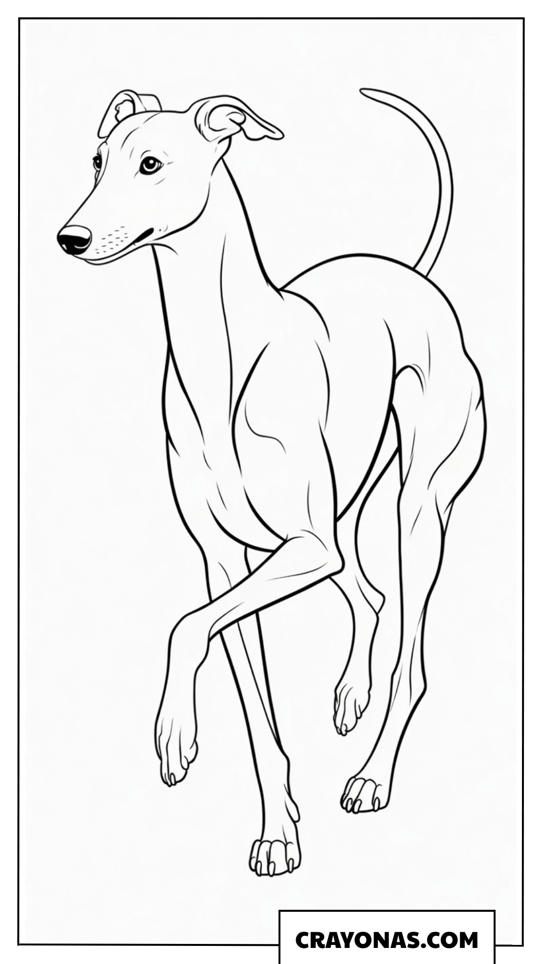 Realistic Greyhound Coloring Page