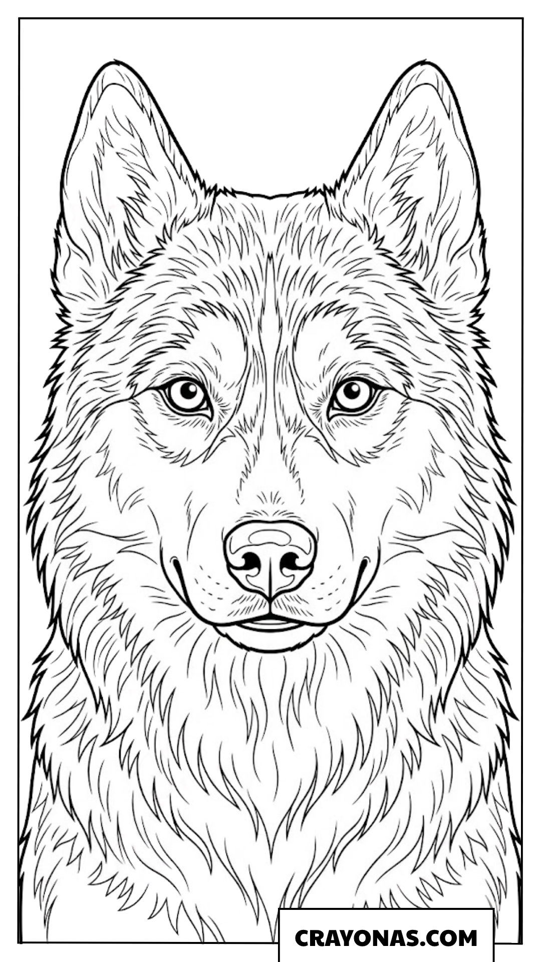 Realistic Husky Portrait Coloring Page