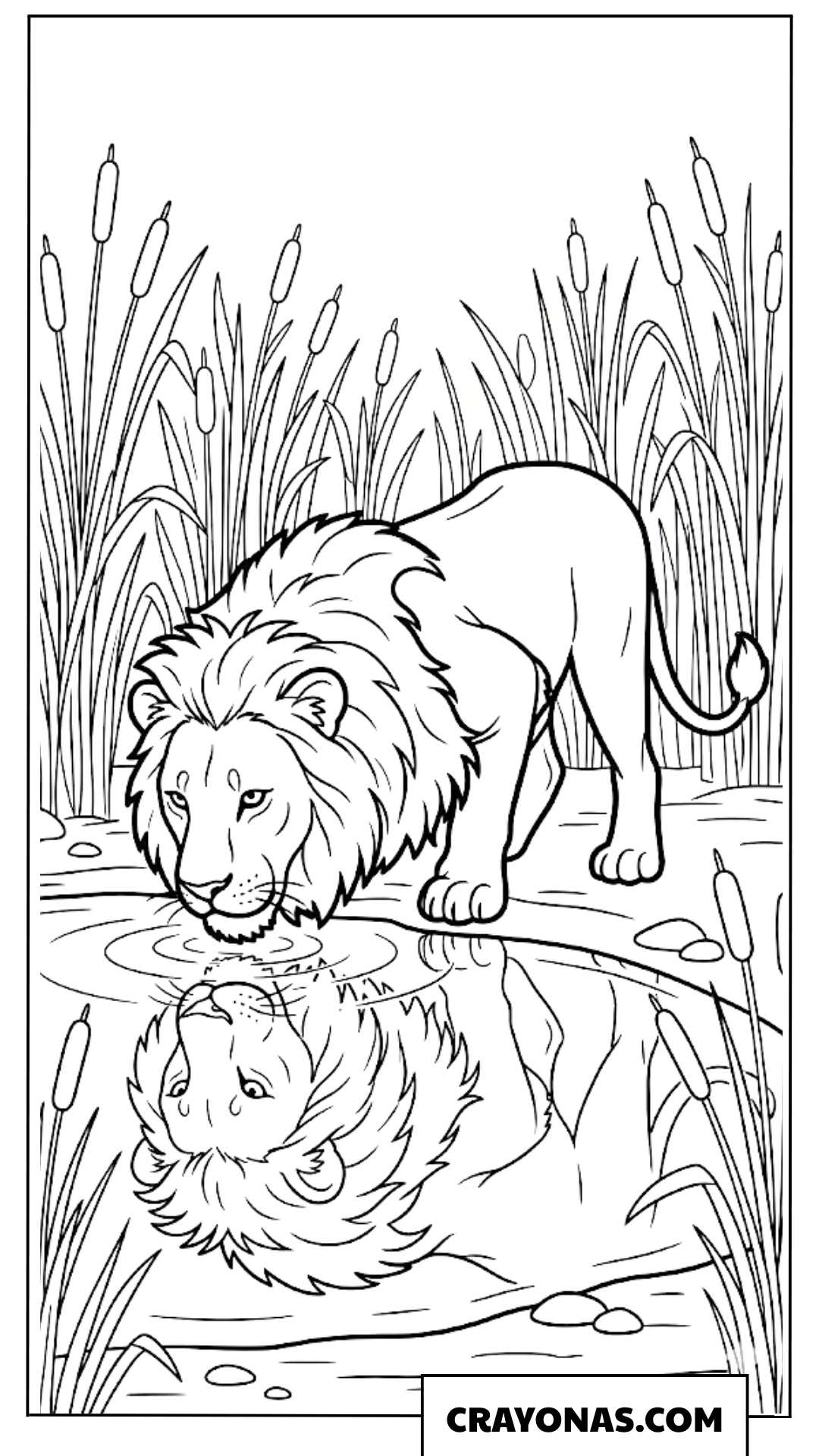 Realistic Lion Drinking Water Coloring Page