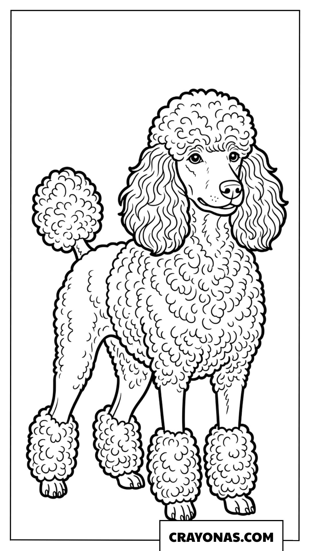 Realistic Poodle Coloring Page