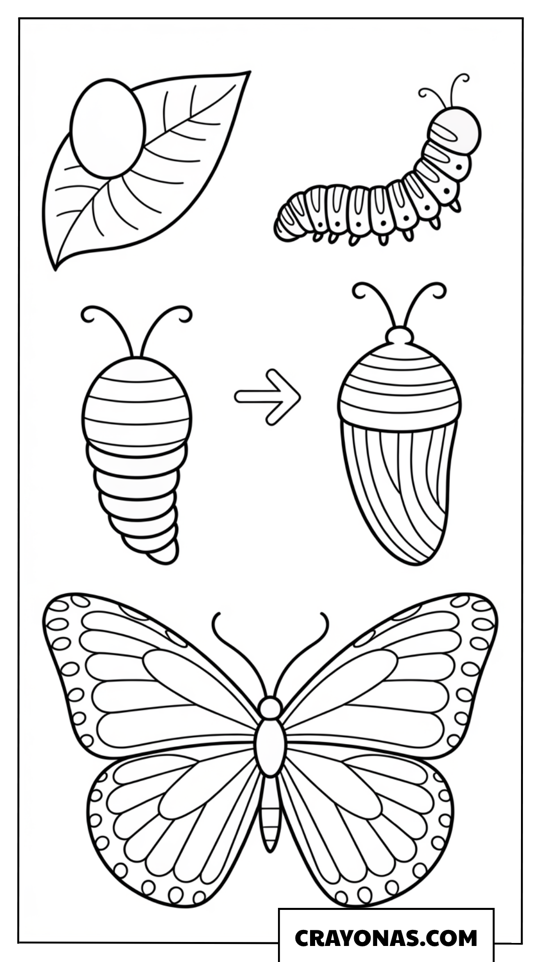 Complete Butterfly Life Cycle Chart Coloring Page