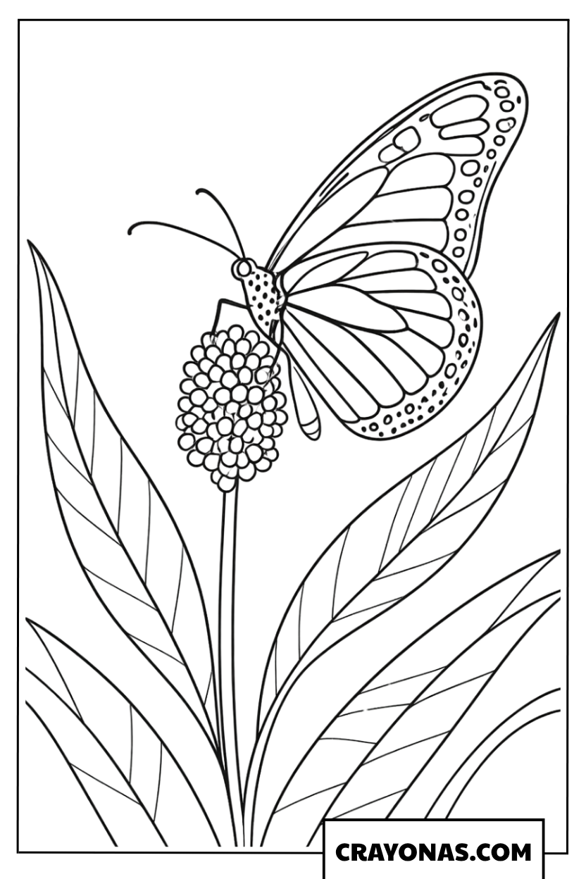 Monarch Butterfly Resting on Wildflower Coloring Page